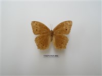 藏品(褐翅蔭眼蝶)的圖片